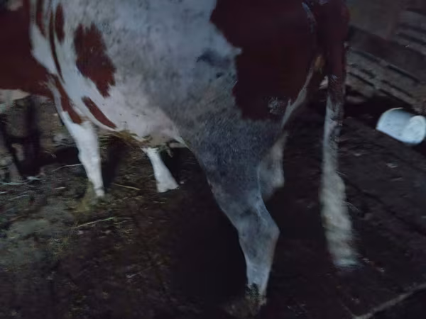 Vaca, Simmental cattle