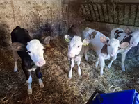 İnək, Simmental cattle — foto 5