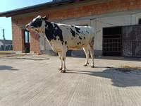 Kuh, Holstein-Rasse — Foto 2