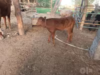 母牛, Red Estonian cattle — 照片 3
