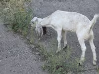 Ziege, Beetal goats — Foto 3