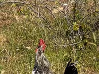 Chickens — фото 4
