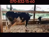 Vaca, Raza Holstein — foto 3