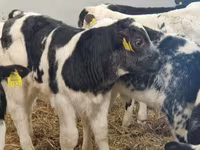 Rinder (Partie, Geschlecht nicht angegeben), Russian Black pied cattle — Foto 4