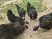 Chickens — 4-сурет