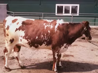 Sigir, Swiss cattle — 5-rasm