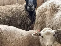 Carnero, Dorper sheep — foto 6