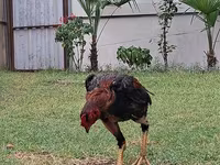 Chickens — Foto 1