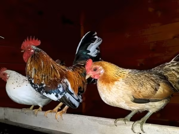 Japanisches Bantam