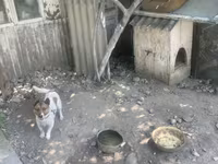 Kiçik ölçülü it evi – it üçün taxta budka - Material: qalın taxta — foto 3