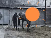 Yegua, Orlov Trotter — foto 6