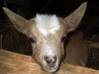 公山羊, Kamori goats — 照片 2