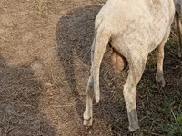 Qoyun, Merino sheep — foto 2