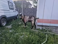 Ziegenbock, Ziegen — Foto 2