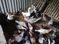 Ducks — 照片 4