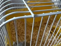 Kiçik heyvan dəsti – cüce hamster və qəfəsi - Növ: cüce hamster (boz — Foto 3