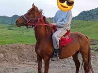 Hengst, Anglo-Arabian — Foto 2