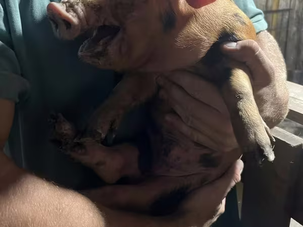 Schweine (Partie, Geschlecht nicht angegeben), Schweine — Kasachstan
