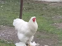Chickens — 4-сурет