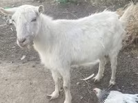 Ziegenbock, Russian White goat — Foto 3