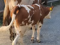 بقرة, Simmental cattle — الصورة 3