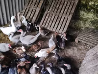 Ducks — الصورة 2