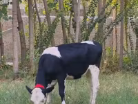 Bulle, Holstein-Rasse — Foto 2