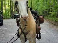 Stute, Palomino — Foto 2