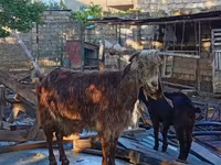 تيس, الماعز — الصورة 2