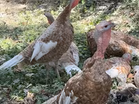 Blanca de pechuga ancha — foto 1