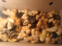 Chickens — 2-rasm