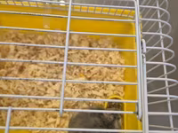 Cırtdan hamster qəfəsi ilə birgə - Növlə: cırtdan (dwarf) hamster — 3-сурет