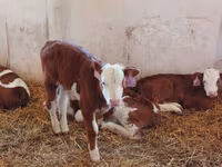 Toro, Simmental cattle — foto 6
