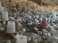Chickens — 2-сурет