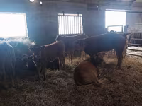 Kuh, Simmental cattle — Foto 4