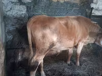 Bulle, Simmental cattle — Foto 2