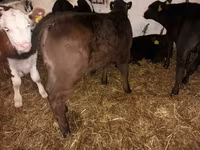 Bulle, Simmental cattle — Foto 2