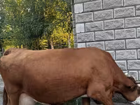 Kuh, Kasachische Weißkopfkuh — Foto 2