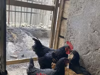 Australorp — Foto 7