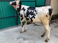 Kuh, Holstein-Rasse — Foto 1