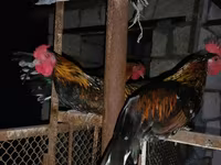 Chickens — الصورة 1