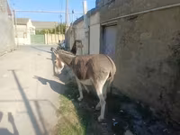 خيول (دفعة، الجنس غير محدد), الخيول — الصورة 3