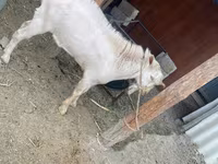Goat, Saanen goat — photo 6