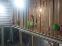 Chickens — 5-rasm