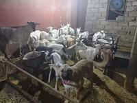 عنزة, الماعز — الصورة 6