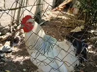 Chickens — 1-сурет