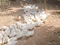 Deutscher Pekin — Foto 1