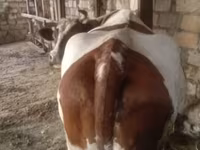 بقرة, Simmental cattle — الصورة 1