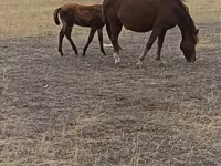 Mare, Horse breed — photo 3