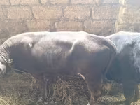 Toro, Aberdeen-Angus — foto 3